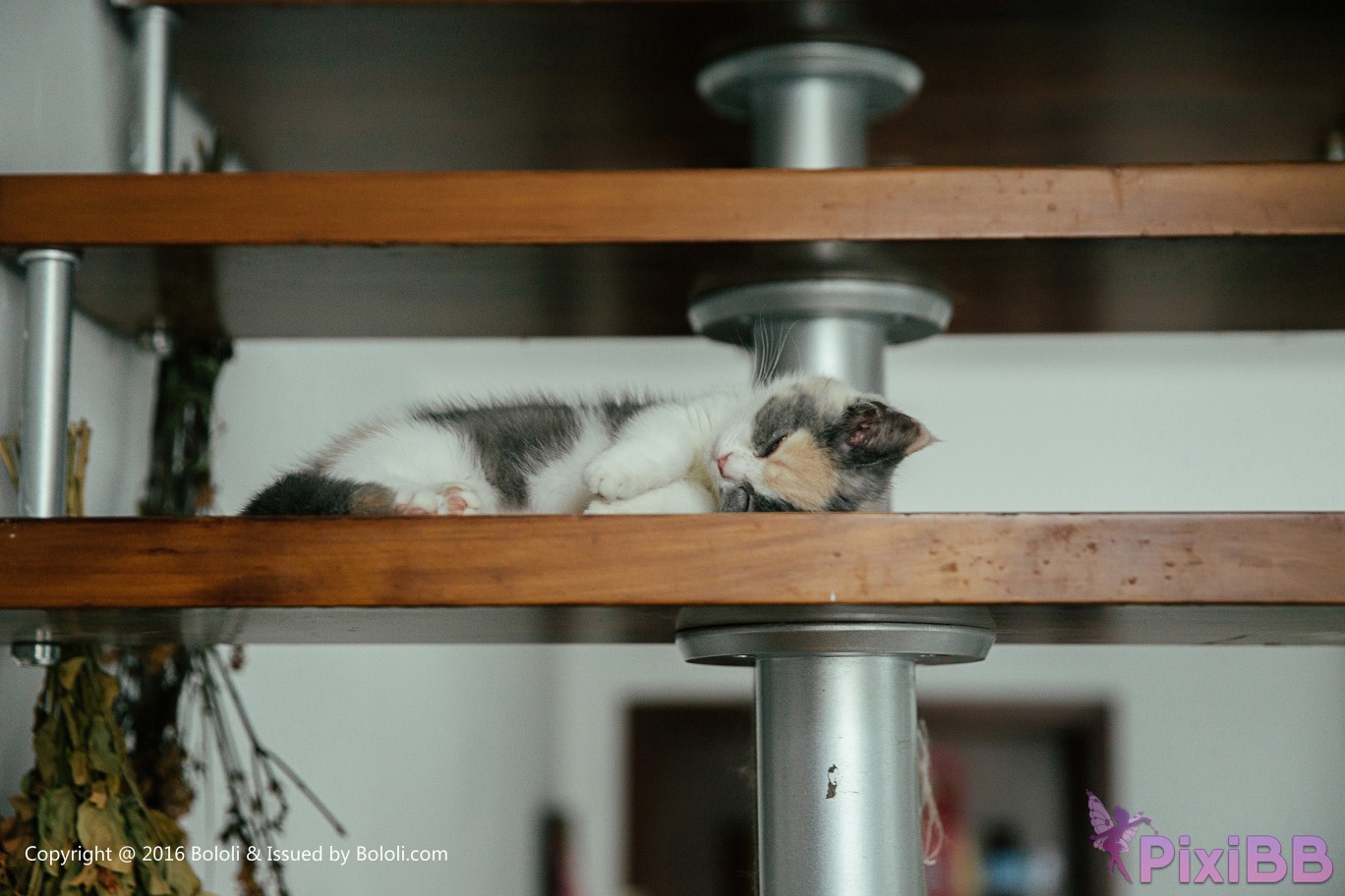 BoLoli 2017 09 18 Vol.119 Xia Mei Jiang PixiBB.COM 038